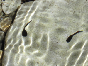 オタマジャクシ