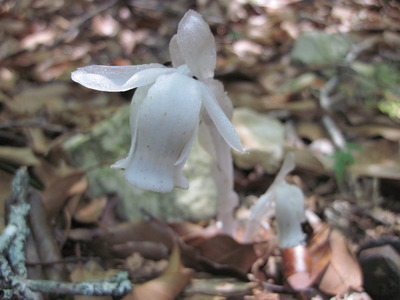 ギンリョウソウ