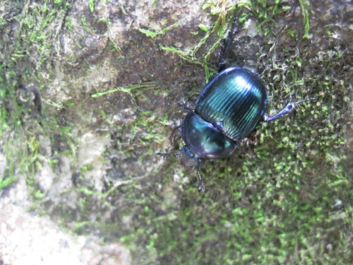 オオセンチコガネ