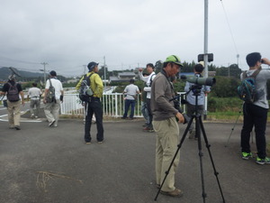 チゴハヤブサを観察する参加者