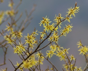 【マンサクの花】