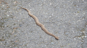 マムシ(全体写真)