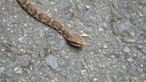 マムシ(頭部のアップ)