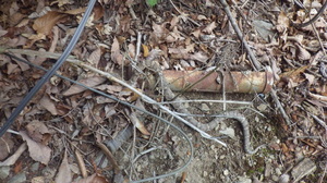 マムシはどこかな？