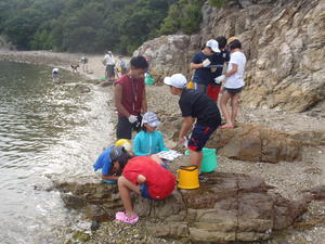 磯の生物観察