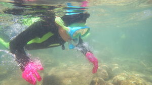 海中観察の様子