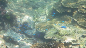 ソラスズメダイとサンゴ