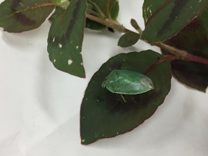 緑色のツヤアオカメムシ