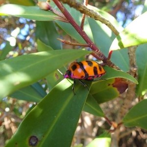 オオキンカメムシ オオキンカメムシ