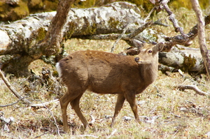 ニホンジカ(大台ヶ原)