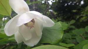 オオヤマレンゲ