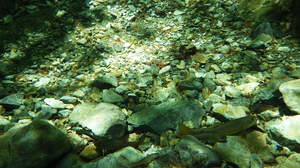 天川村_水の中２