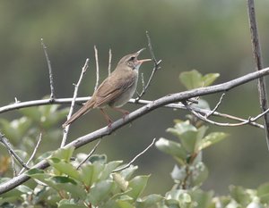 3_(参考)ウチヤマセンニュウ(吉野熊野国立公園・新宮市孔島にて:写真提供 中井節二)