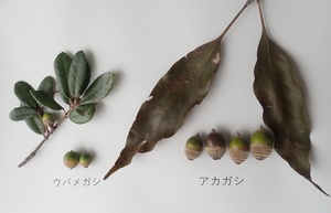 5_ウバメガシとアカガシのドングリ（2020年10月23日撮影）