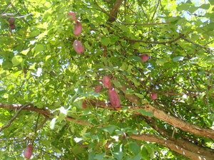 6_アケビ（2020年10月20日撮影）