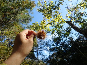 7_クリ（2020年10月20日撮影）