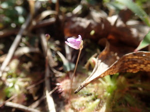 9_ホザキノミミカキグサ（2020年10月20日撮影）