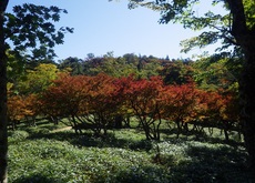 シロヤシオの紅葉