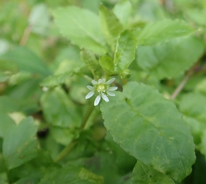 01_ウシハコベ(2020年12月撮影)