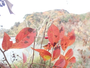 04_カマツカ(別名ウシコロシ)2020年12月撮影