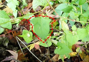 05_ミゾソバ(別名ウシノヒタイ)2020年12月撮影