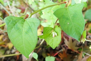 06_牛の親子(2020年12月撮影)