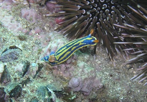 08_天神崎のアオウミウシ(2009年3月撮影)