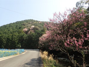 1.すさみ町の野山に咲くサクラ