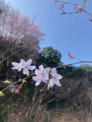 10.公園外で咲いていたクマノザクラ