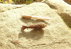 11.天然のエビフライか