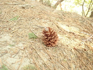 12.巨大松ぼっくり