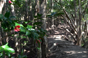 5.古道沿いのヤブツバキ