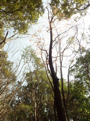 9.古道沿いに咲くサクラ