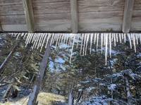 尾鷲辻東屋の氷柱