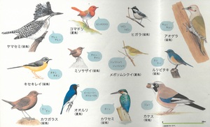 (設置されている、様々な野鳥の鳴き声を紹介した案内板)