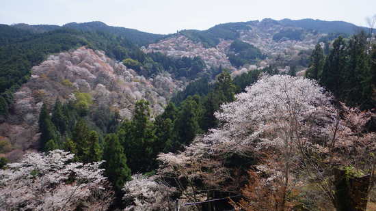 吉水神社からの中千本