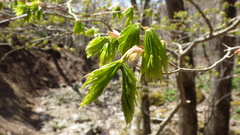木々の芽吹き（５月初旬）