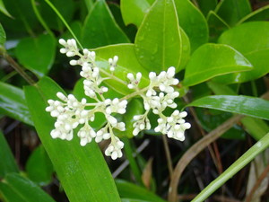 04_nezumimochi(20210604)