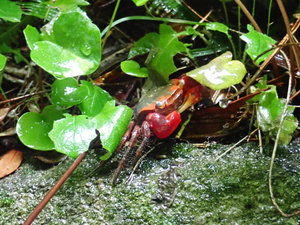 05_akate-gani(20210604)