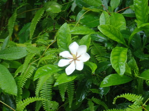 06_kuchinashi(20210604)